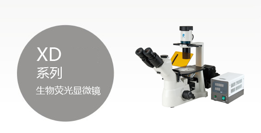 XD系列倒置荧光显微镜